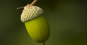 acorn