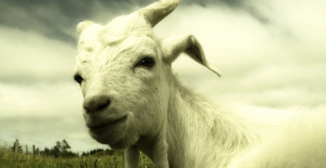 goat