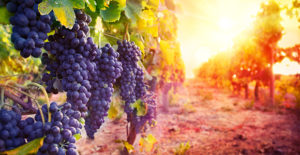 Grape Vines
