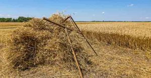 A picture of harvest, and reaping tools, but no laborers