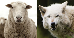 sheepwolves