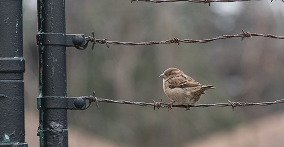 Sparrow sitting on a barbed wire