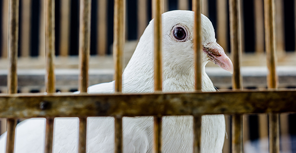 White dove in the cage, Pigeon locked in a cage.