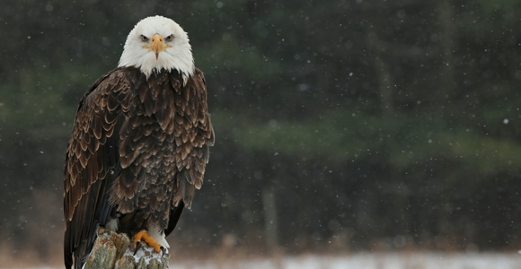 An eagle sitting on a post in winter