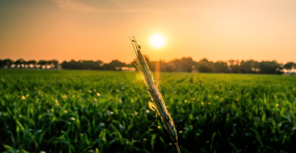 green corn field under sunrise