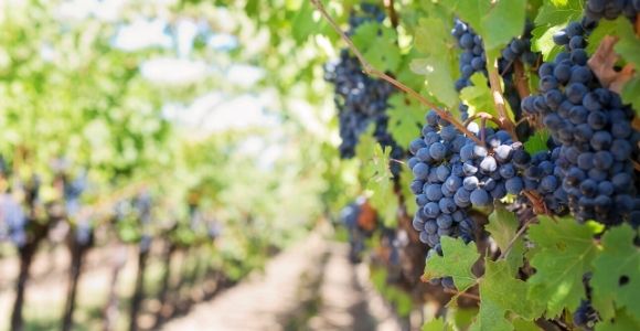 vineyard grapes