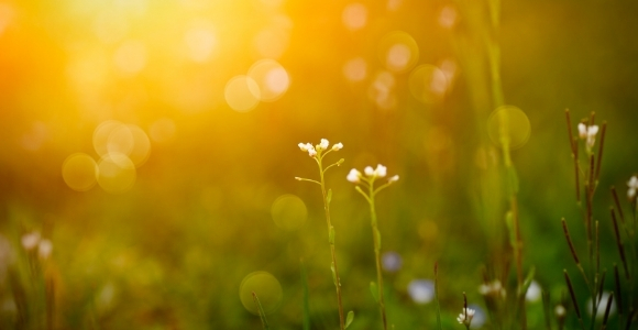 spring sunrise