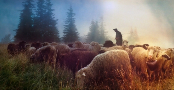 shepherd with sheep