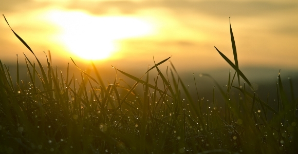 sunrise through grass
