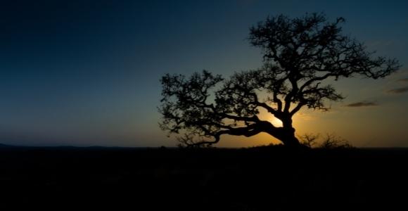 fig tree at dusk