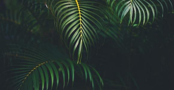 Palm Sunday