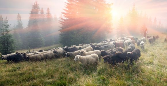 Sheep and Goats